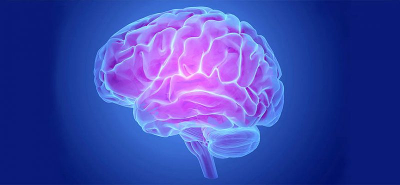 mis en avant cerveau