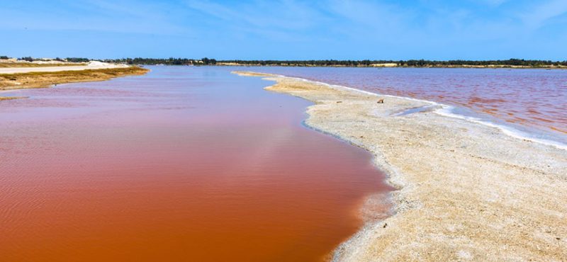lac rose 1