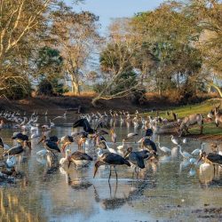 image0 (6) image0 (6)